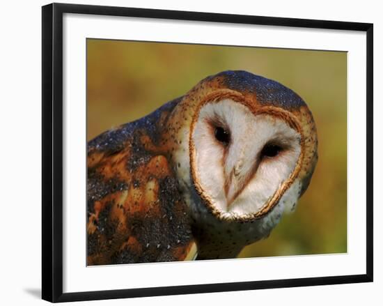 Barn Owl Portrait-Lynn M. Stone-Framed Photographic Print