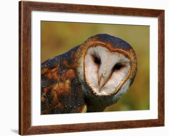 Barn Owl Portrait-Lynn M. Stone-Framed Photographic Print