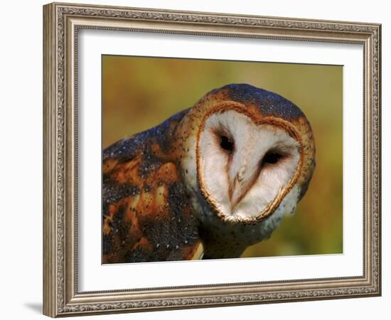 Barn Owl Portrait-Lynn M. Stone-Framed Photographic Print