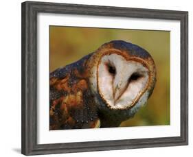 Barn Owl Portrait-Lynn M. Stone-Framed Photographic Print