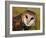 Barn Owl Portrait-Lynn M. Stone-Framed Photographic Print