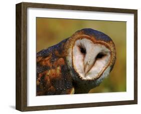Barn Owl Portrait-Lynn M. Stone-Framed Photographic Print