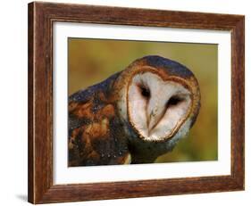 Barn Owl Portrait-Lynn M. Stone-Framed Photographic Print