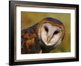 Barn Owl Portrait-Lynn M. Stone-Framed Photographic Print
