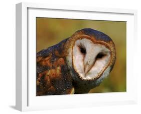 Barn Owl Portrait-Lynn M. Stone-Framed Photographic Print