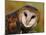 Barn Owl Portrait-Lynn M. Stone-Mounted Photographic Print