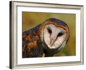 Barn Owl Portrait-Lynn M. Stone-Framed Photographic Print