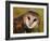 Barn Owl Portrait-Lynn M. Stone-Framed Photographic Print