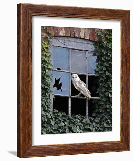 Barn Owl Sitting in Old Farm Window, Tyto Alba, Norfolk-Paul Hobson-Framed Photographic Print