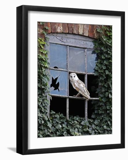 Barn Owl Sitting in Old Farm Window, Tyto Alba, Norfolk-Paul Hobson-Framed Photographic Print