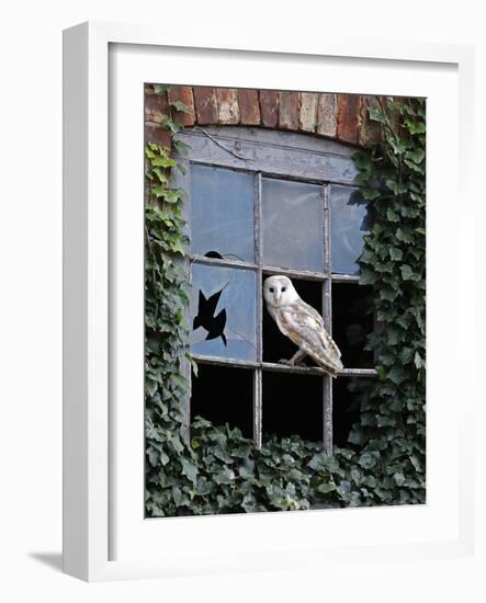 Barn Owl Sitting in Old Farm Window, Tyto Alba, Norfolk-Paul Hobson-Framed Photographic Print