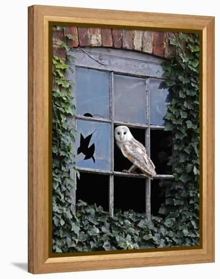 Barn Owl Sitting in Old Farm Window, Tyto Alba, Norfolk-Paul Hobson-Framed Premier Image Canvas