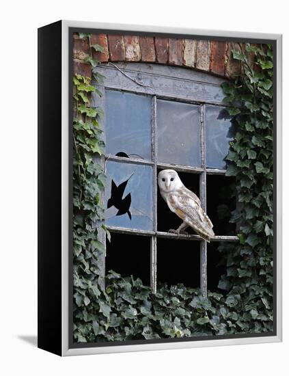 Barn Owl Sitting in Old Farm Window, Tyto Alba, Norfolk-Paul Hobson-Framed Premier Image Canvas