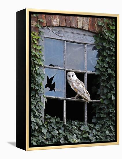 Barn Owl Sitting in Old Farm Window, Tyto Alba, Norfolk-Paul Hobson-Framed Premier Image Canvas