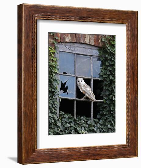 Barn Owl Sitting in Old Farm Window, Tyto Alba, Norfolk-Paul Hobson-Framed Premium Photographic Print