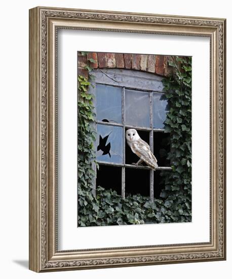 Barn Owl Sitting in Old Farm Window, Tyto Alba, Norfolk-Paul Hobson-Framed Photographic Print