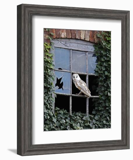 Barn Owl Sitting in Old Farm Window, Tyto Alba, Norfolk-Paul Hobson-Framed Photographic Print