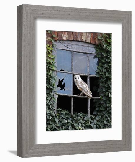 Barn Owl Sitting in Old Farm Window, Tyto Alba, Norfolk-Paul Hobson-Framed Photographic Print