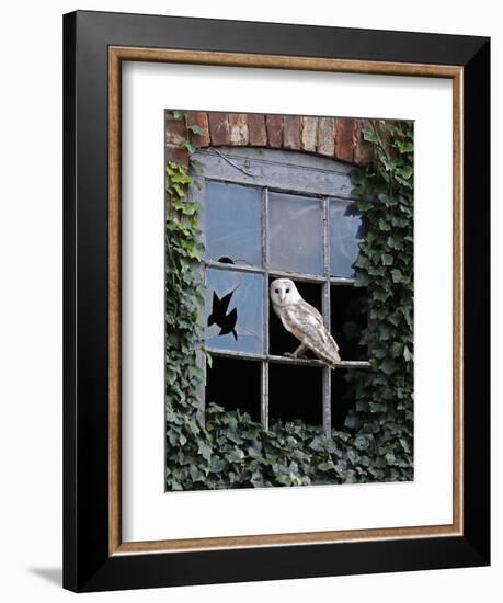 Barn Owl Sitting in Old Farm Window, Tyto Alba, Norfolk-Paul Hobson-Framed Photographic Print