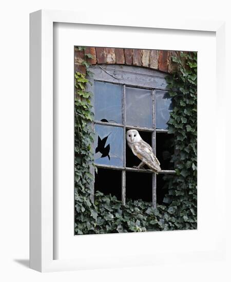 Barn Owl Sitting in Old Farm Window, Tyto Alba, Norfolk-Paul Hobson-Framed Photographic Print