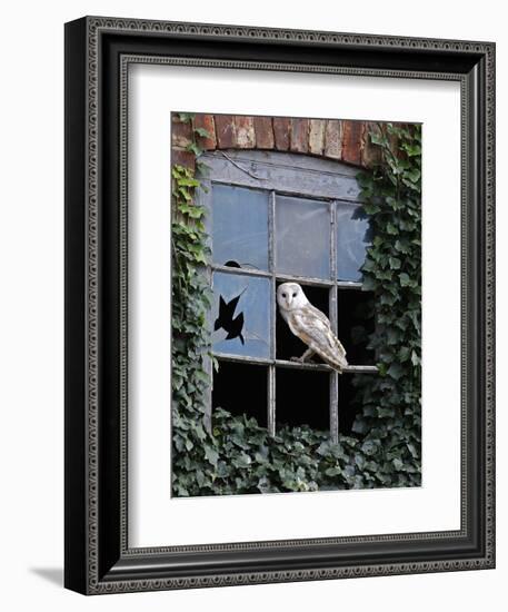 Barn Owl Sitting in Old Farm Window, Tyto Alba, Norfolk-Paul Hobson-Framed Photographic Print