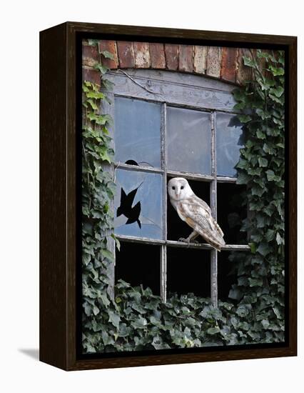 Barn Owl Sitting in Old Farm Window, Tyto Alba, Norfolk-Paul Hobson-Framed Premier Image Canvas