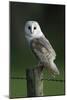 Barn Owl Sitting on Post-null-Mounted Photographic Print