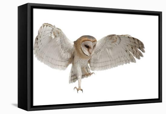 Barn Owl, Tyto Alba, 4 Months Old, Flying against White Background-Life on White-Framed Premier Image Canvas