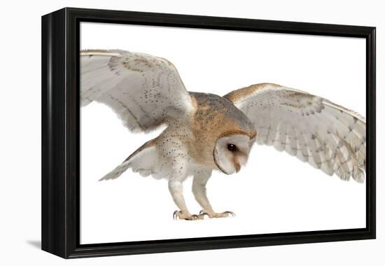 Barn Owl, Tyto Alba, 4 Months Old, Flying against White Background-Life on White-Framed Premier Image Canvas