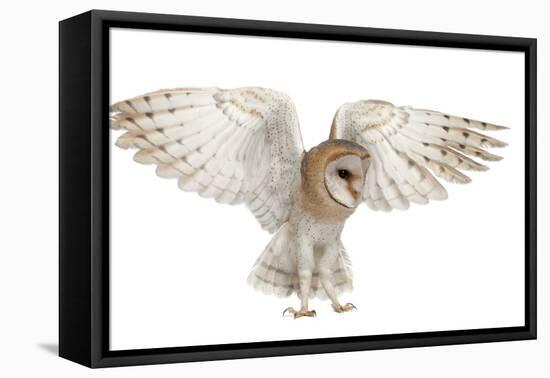 Barn Owl, Tyto Alba, 4 Months Old, Flying against White Background-Life on White-Framed Premier Image Canvas