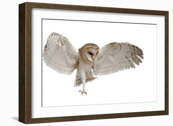 Barn Owl, Tyto Alba, 4 Months Old, Flying against White Background-Life on White-Framed Photographic Print