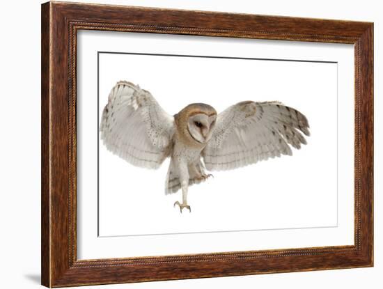 Barn Owl, Tyto Alba, 4 Months Old, Flying against White Background-Life on White-Framed Photographic Print