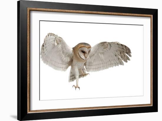 Barn Owl, Tyto Alba, 4 Months Old, Flying against White Background-Life on White-Framed Photographic Print