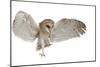 Barn Owl, Tyto Alba, 4 Months Old, Flying against White Background-Life on White-Mounted Photographic Print