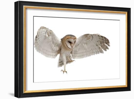 Barn Owl, Tyto Alba, 4 Months Old, Flying against White Background-Life on White-Framed Photographic Print