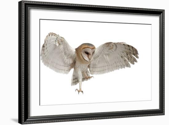 Barn Owl, Tyto Alba, 4 Months Old, Flying against White Background-Life on White-Framed Photographic Print