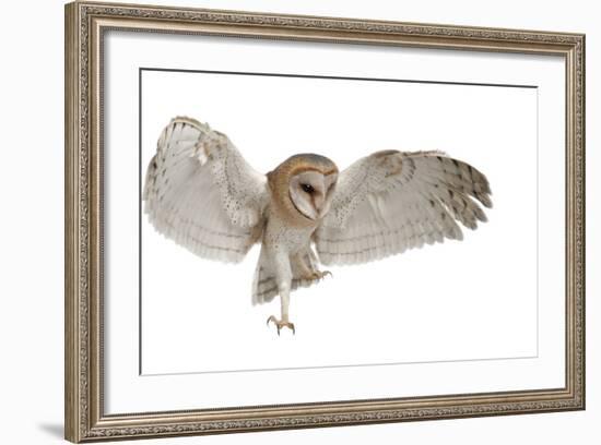 Barn Owl, Tyto Alba, 4 Months Old, Flying against White Background-Life on White-Framed Photographic Print