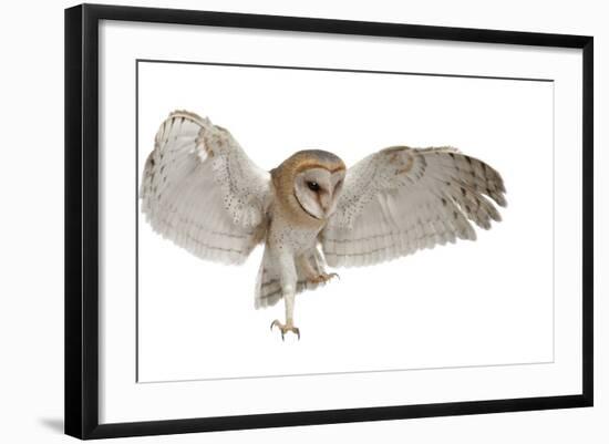 Barn Owl, Tyto Alba, 4 Months Old, Flying against White Background-Life on White-Framed Photographic Print