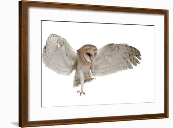 Barn Owl, Tyto Alba, 4 Months Old, Flying against White Background-Life on White-Framed Photographic Print