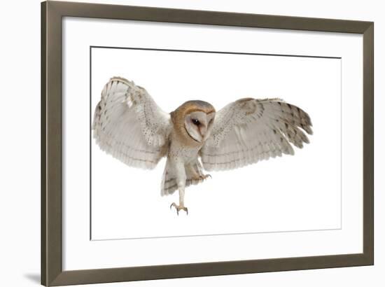 Barn Owl, Tyto Alba, 4 Months Old, Flying against White Background-Life on White-Framed Photographic Print