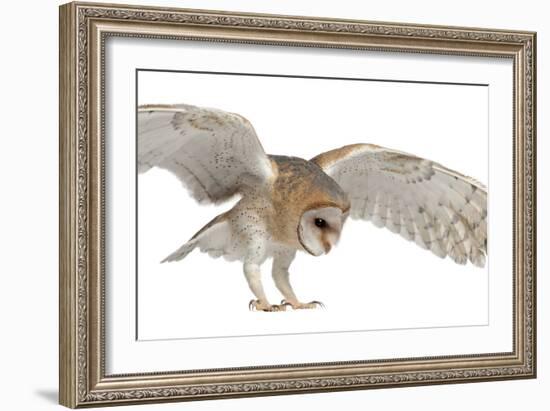 Barn Owl, Tyto Alba, 4 Months Old, Flying against White Background-Life on White-Framed Photographic Print