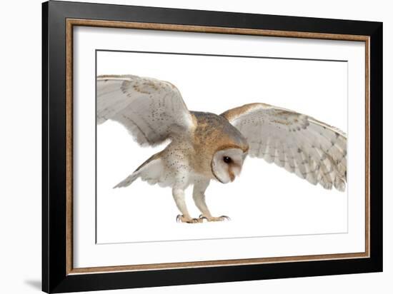 Barn Owl, Tyto Alba, 4 Months Old, Flying against White Background-Life on White-Framed Photographic Print