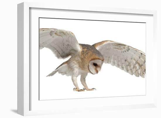 Barn Owl, Tyto Alba, 4 Months Old, Flying against White Background-Life on White-Framed Photographic Print