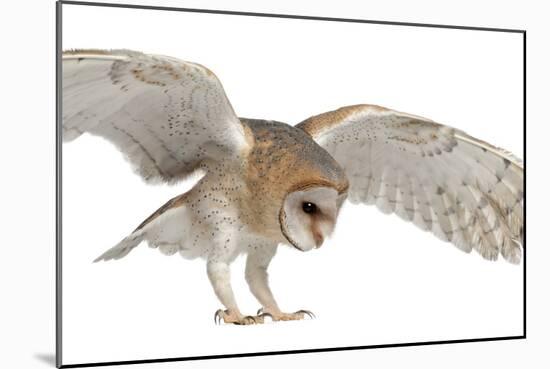 Barn Owl, Tyto Alba, 4 Months Old, Flying against White Background-Life on White-Mounted Photographic Print