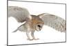 Barn Owl, Tyto Alba, 4 Months Old, Flying against White Background-Life on White-Mounted Photographic Print