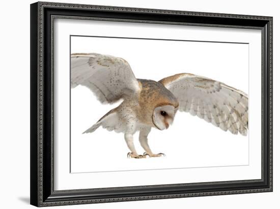 Barn Owl, Tyto Alba, 4 Months Old, Flying against White Background-Life on White-Framed Photographic Print