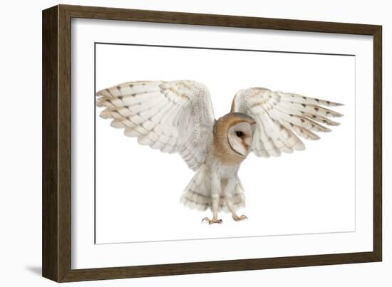 Barn Owl, Tyto Alba, 4 Months Old, Flying against White Background-Life on White-Framed Photographic Print