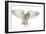 Barn Owl, Tyto Alba, 4 Months Old, Flying against White Background-Life on White-Framed Photographic Print