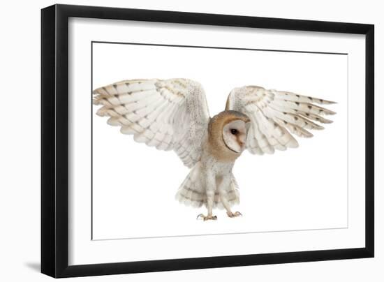 Barn Owl, Tyto Alba, 4 Months Old, Flying against White Background-Life on White-Framed Photographic Print