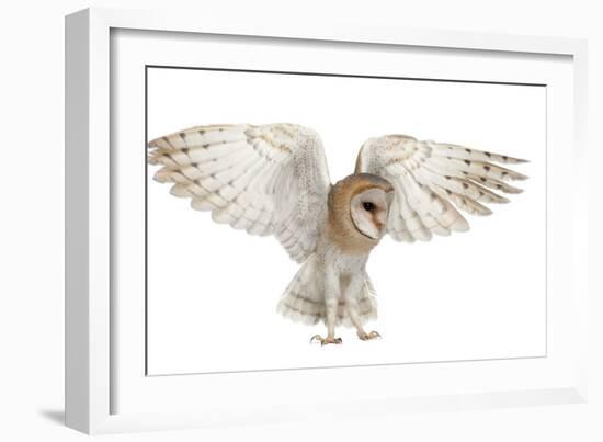 Barn Owl, Tyto Alba, 4 Months Old, Flying against White Background-Life on White-Framed Photographic Print